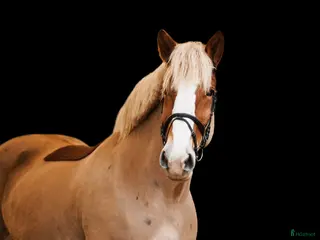 hästar Sweet all around mare - Annons 9