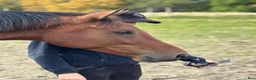 Allround hästar till salu: ***RESERVERAD*** - Annons 10