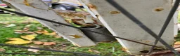 Körvagnar körning till salu: Rockard med Sele i Uppsala - Annons 4