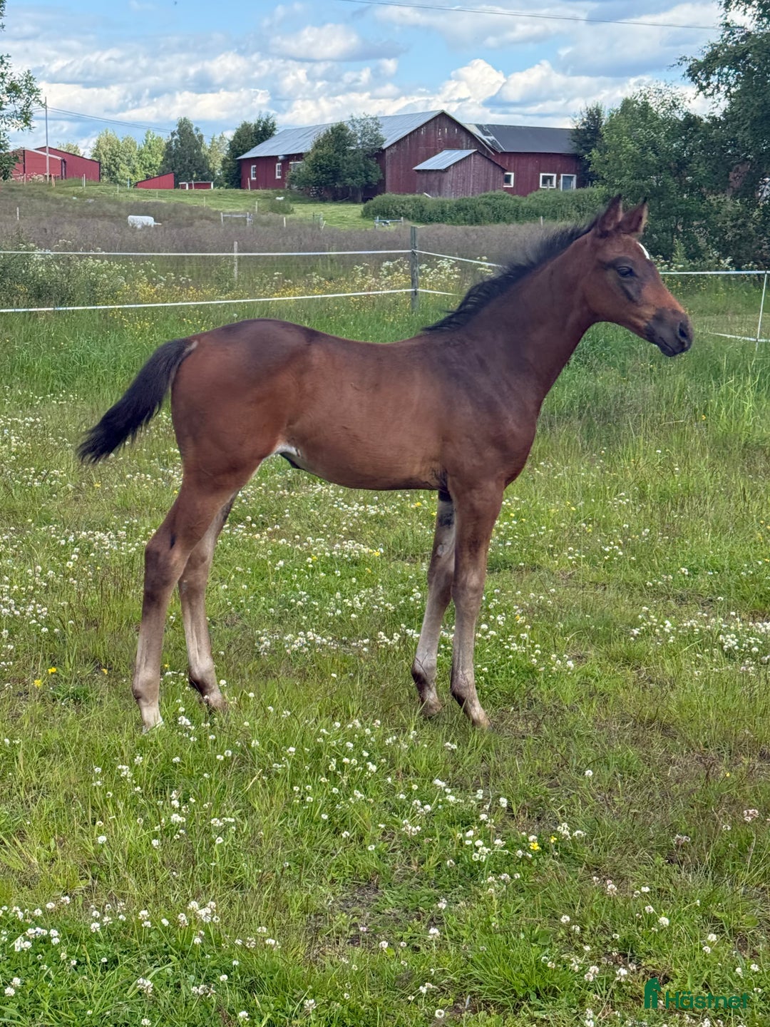 Dressyr hästar till salu: Stoföl e Donkey Boss i Åsele - Bild 1