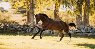  hästar i Näsum - Annons 2