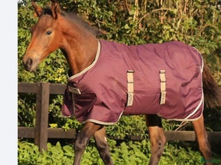 Täcken hästutrustning till salu: Föltäcke i Storfors - Annons 18