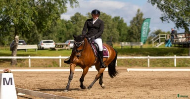  hästar i Tjureda - Annons 11