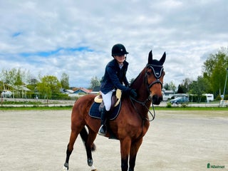 hästar Välstammad o snygg allround inriktning hoppning i Stallarholmen - Annons 12