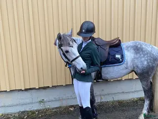 hästar Talangfull c-ponny - Annons 9