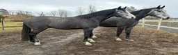 Allround hästar till salu: 3 årig Super  trevlig hingst - Annons 1