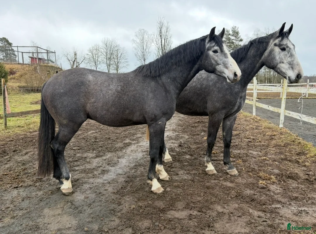 Allround hästar till salu: 3 årig Super  trevlig hingst - Annons 1