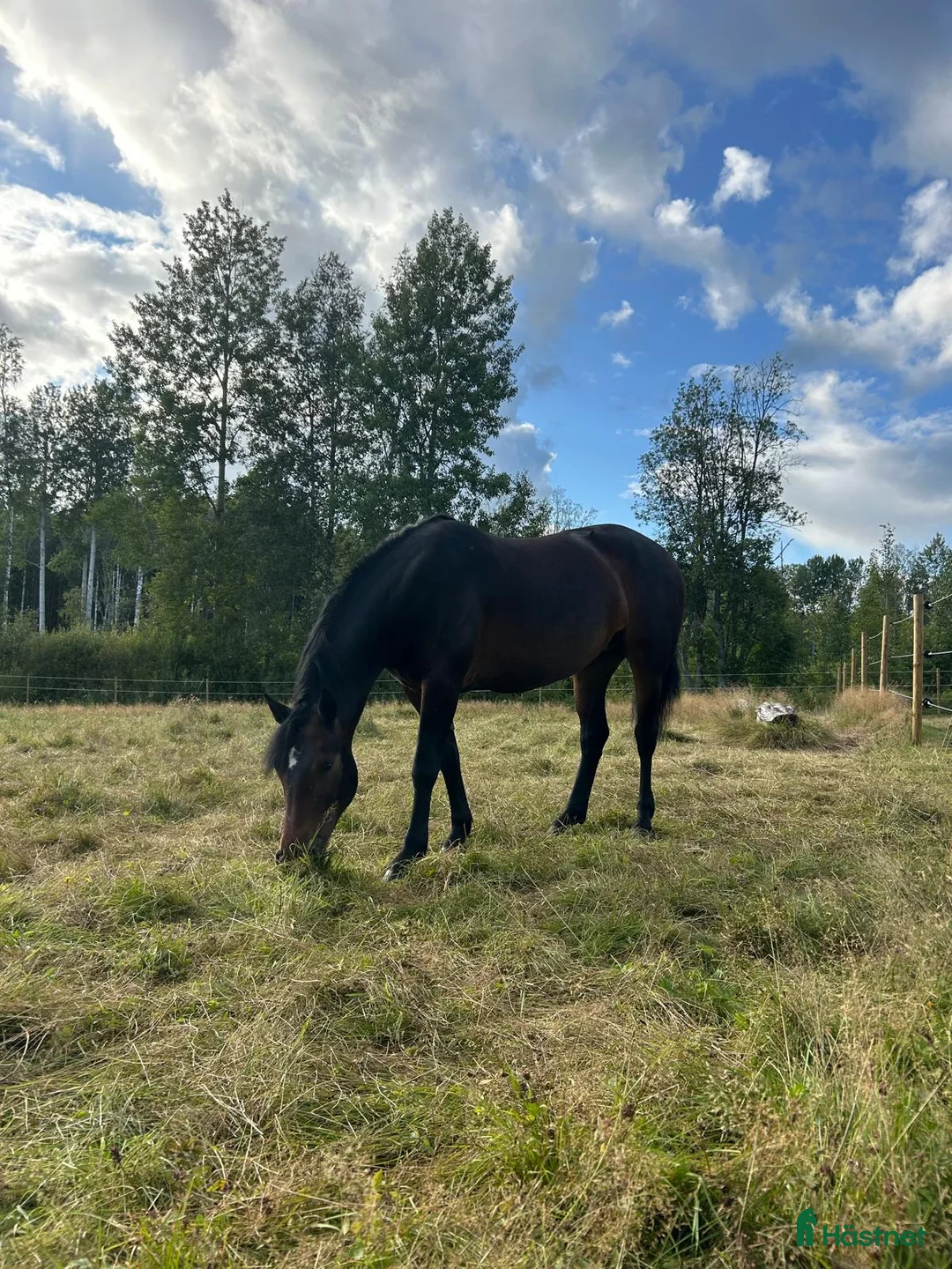 Allround hästar till salu: Genomsnällt 6årigt sto i Årsunda - Annons 4