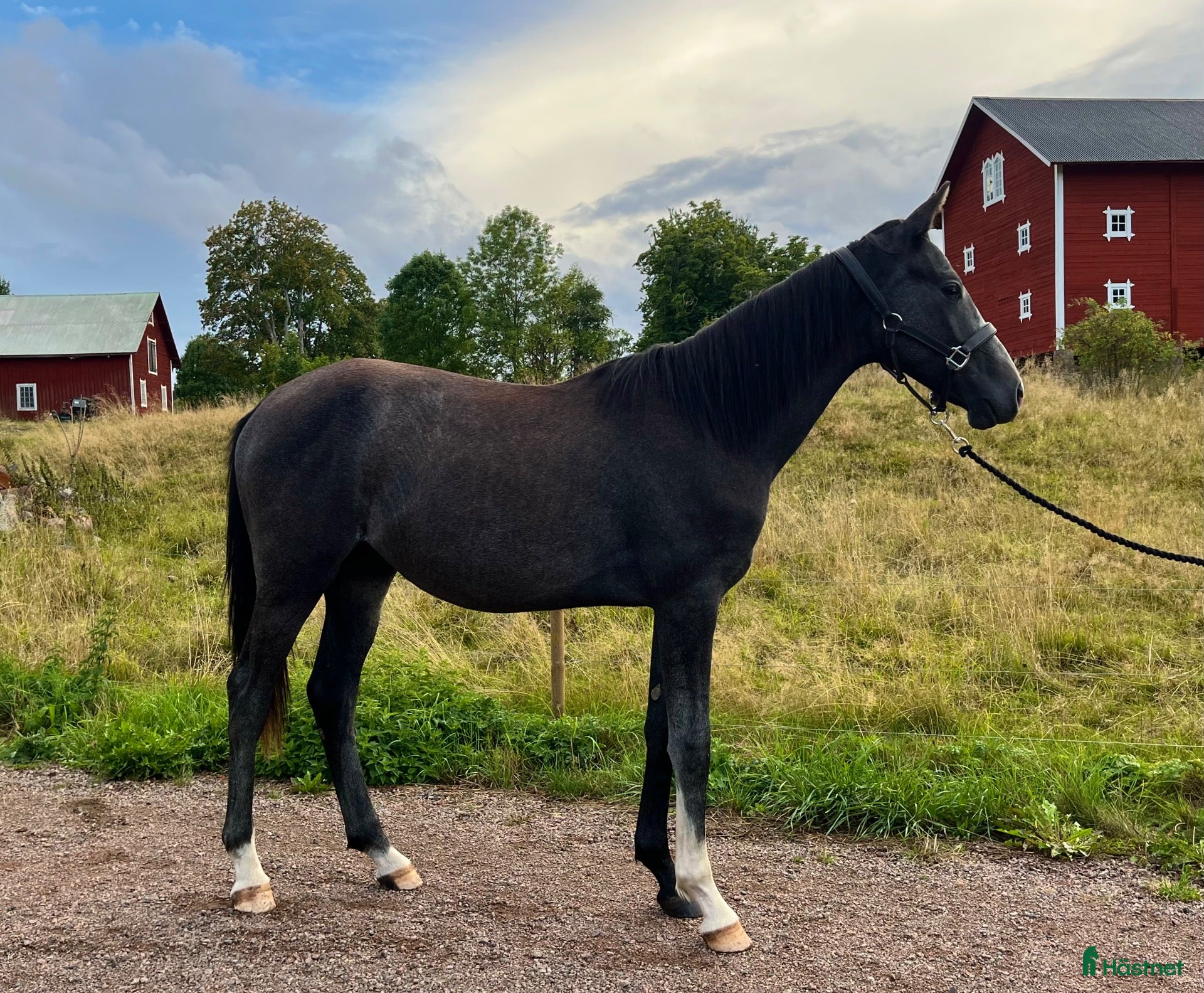  hästar Charmig & cool hjärtehäst - Annons 14