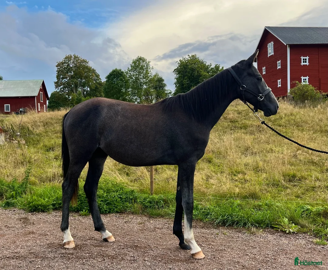 Allround hästar till salu: Charmig & cool hjärtehäst i Högsby - Annons 1
