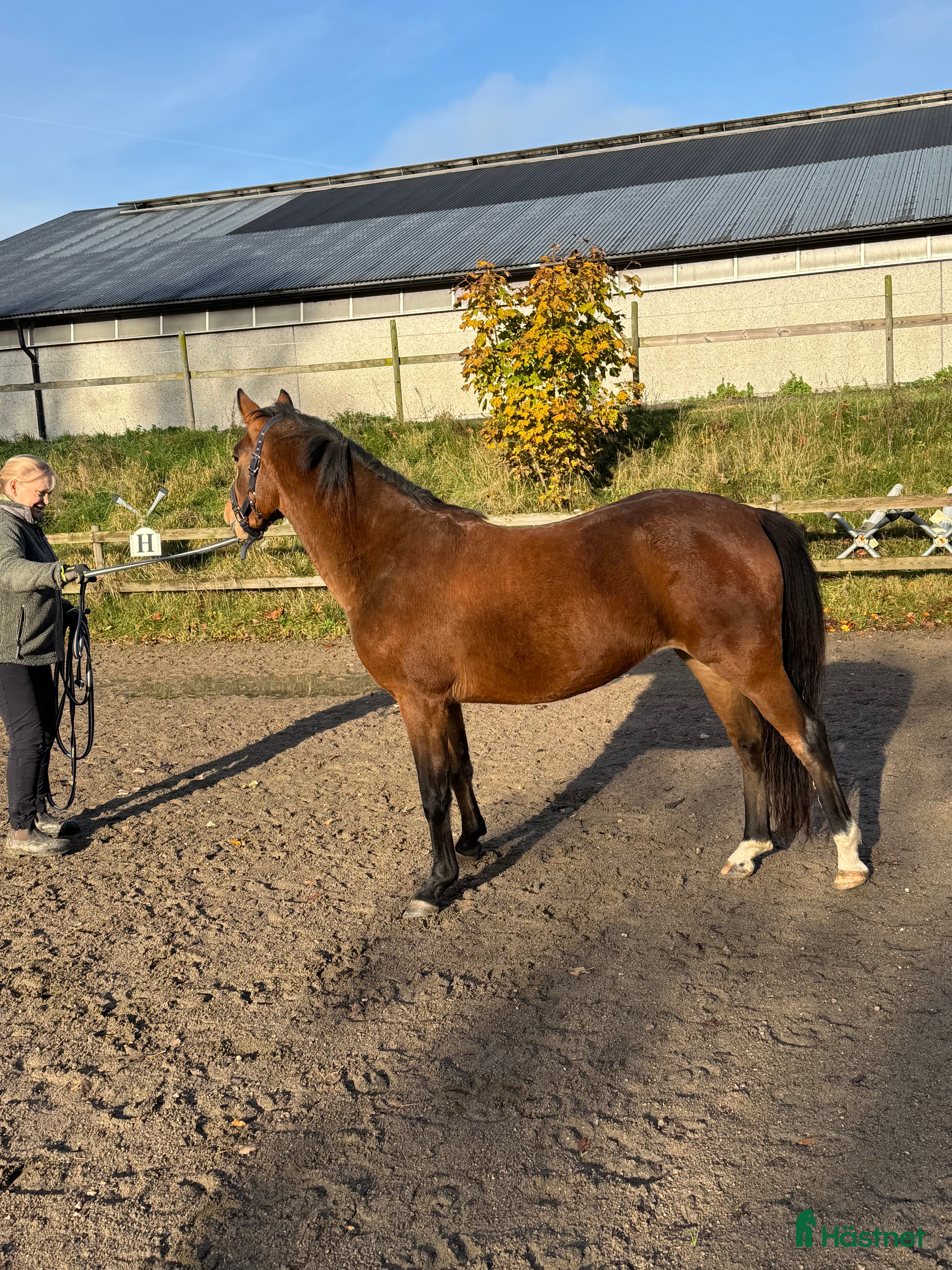  hästar Fint ungsto med jättetrevlig personlighet i Sjöbo - Annons 10