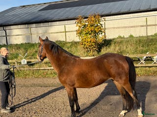 hästar Fint ungsto med jättetrevlig personlighet i Sjöbo - Annons 16