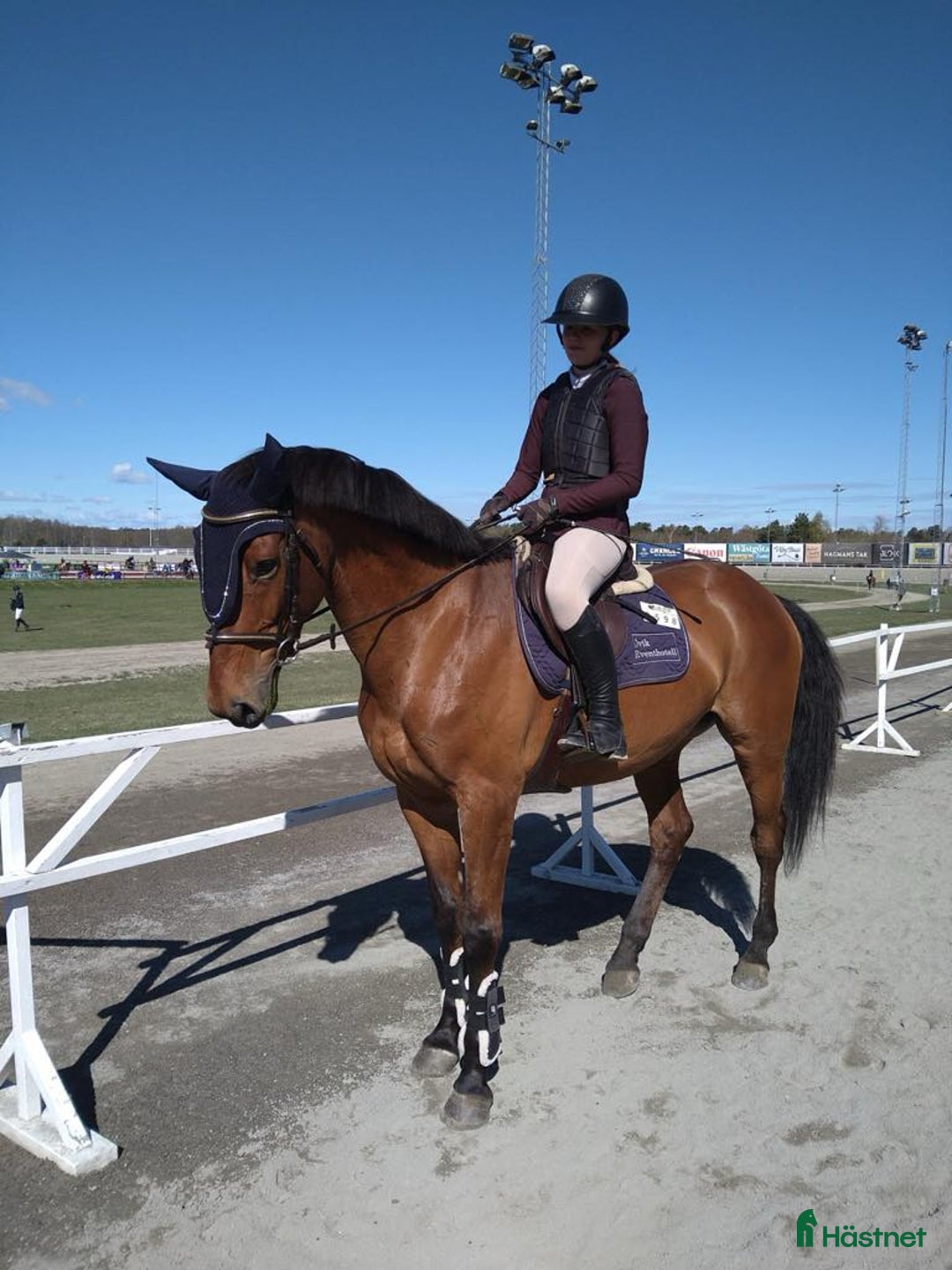 Allround hästar till salu: Sto säljes i Arnäsvall - Annons 2