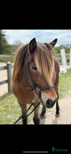  hästar Intressekoll – trevlig allroundhäst söker rätt hem i Onsala - Annons 17