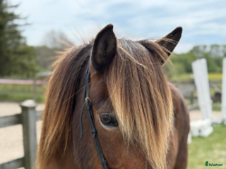 hästar Intressekoll – trevlig allroundhäst söker rätt hem i Onsala - Annons 4