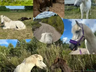 stallplats Lösdriftsplats• Knivsta - Annons 17