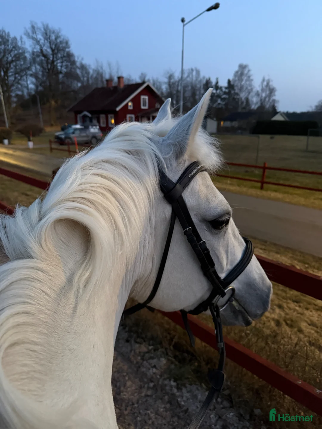 Allround hästar till salu: Underbart D ponnysto i Stockholm - Annons 2