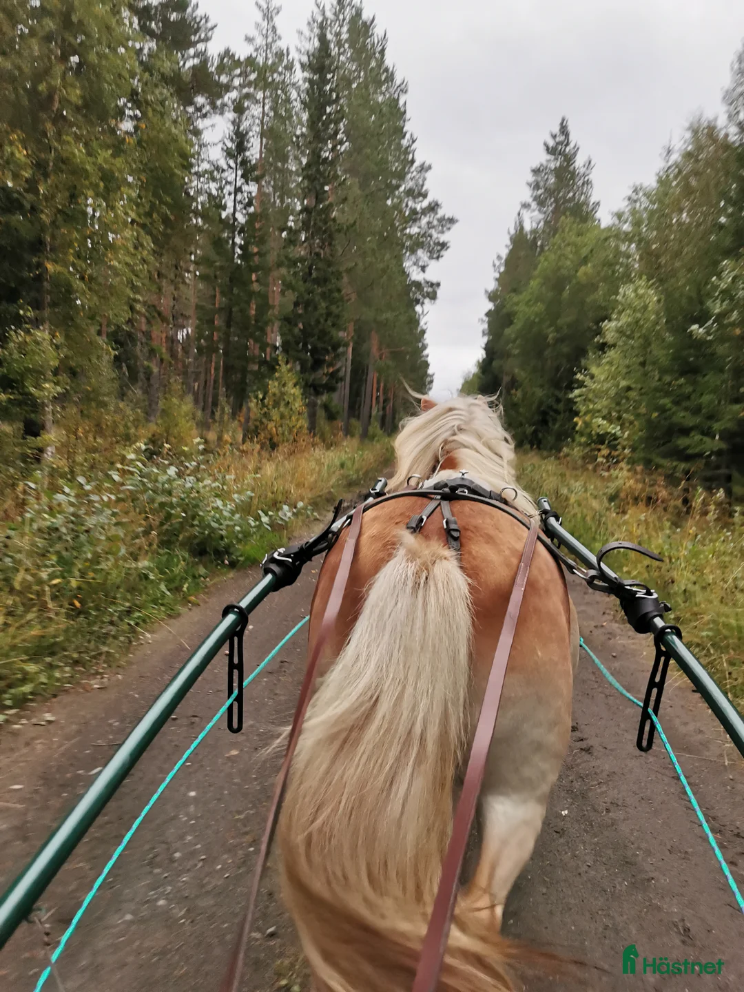 Allround hästar till salu: Trevlig ponny  i Oviken - Annons 8