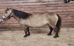 Sällskap hästar till salu: Minishetlandssto i Väderstad - Annons 2