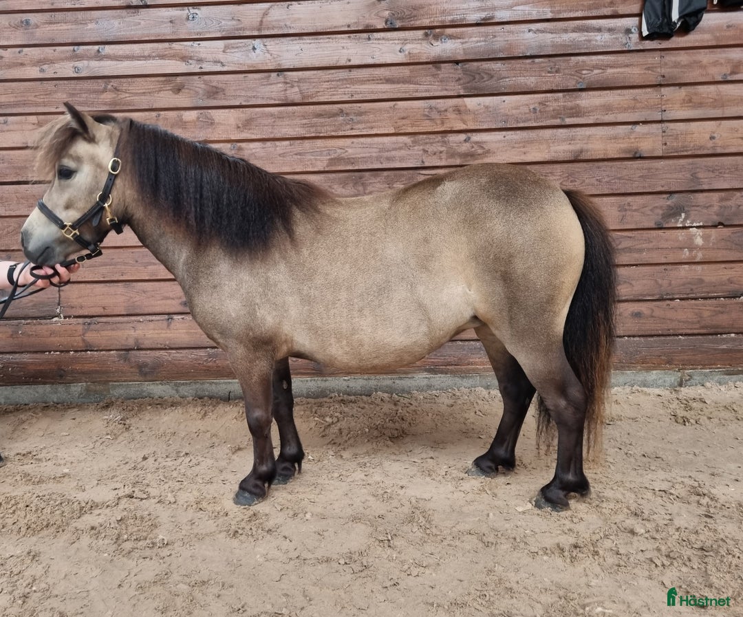 Sällskap hästar till salu: Minishetlandssto i Väderstad - Annons 2