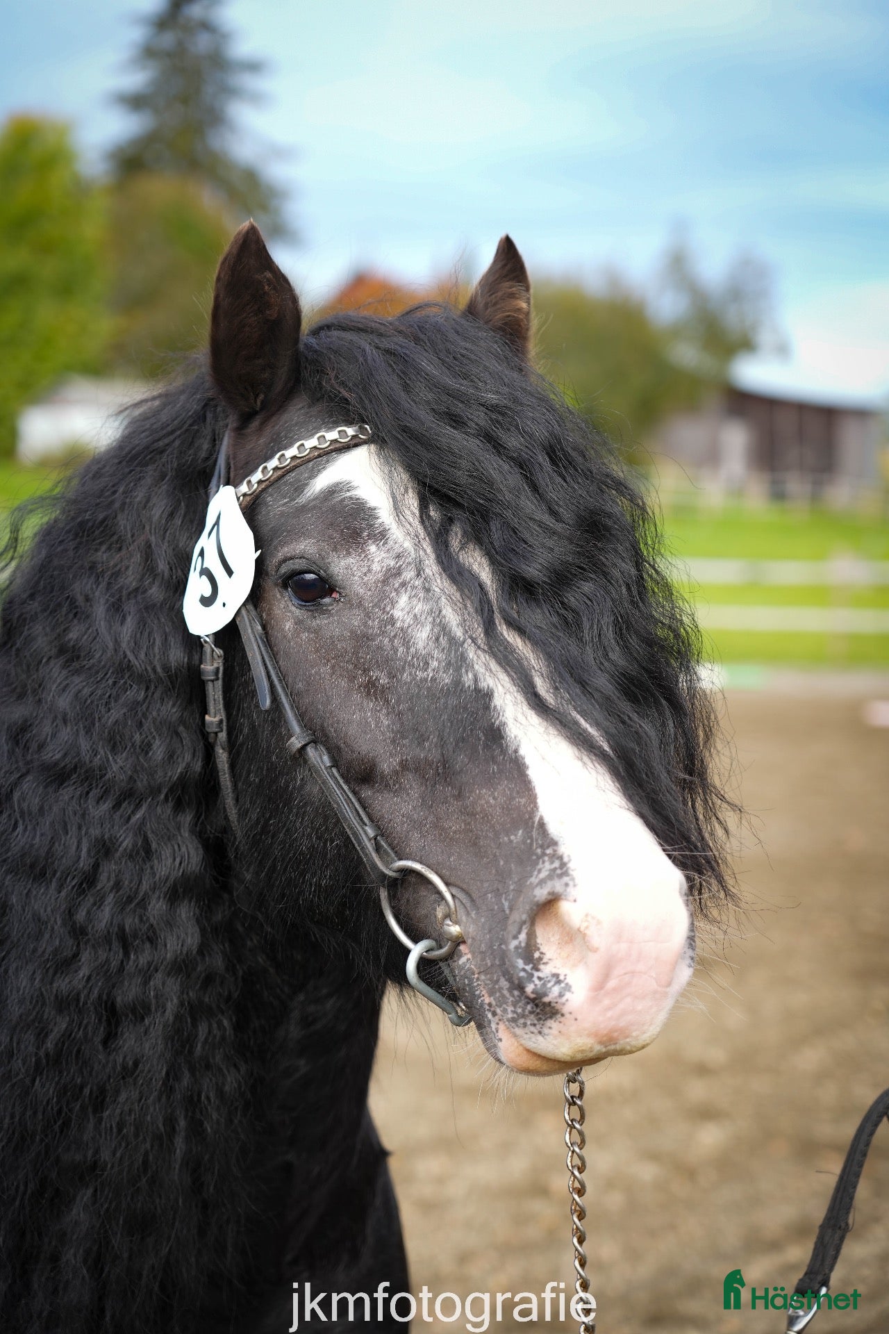  hästar Marvy – en hingst utöver det vanliga  - Annons 2