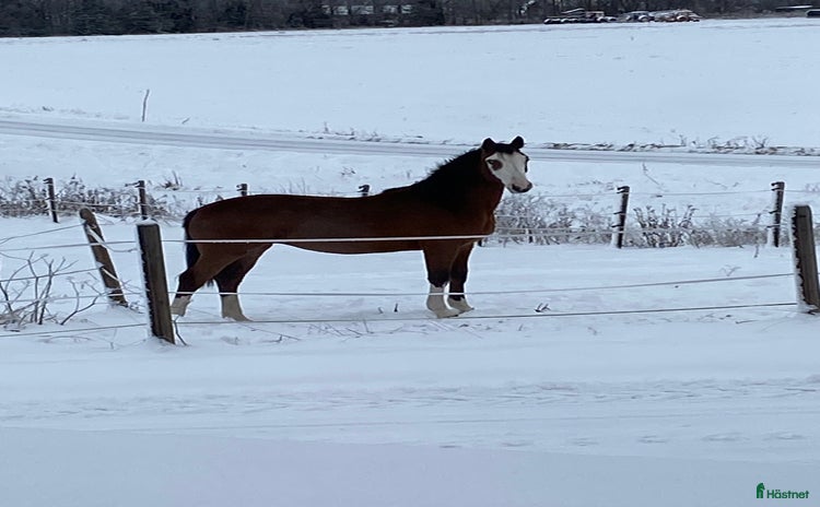  hästar Framtids stjärna!🌟  i Karungi - Annons 1