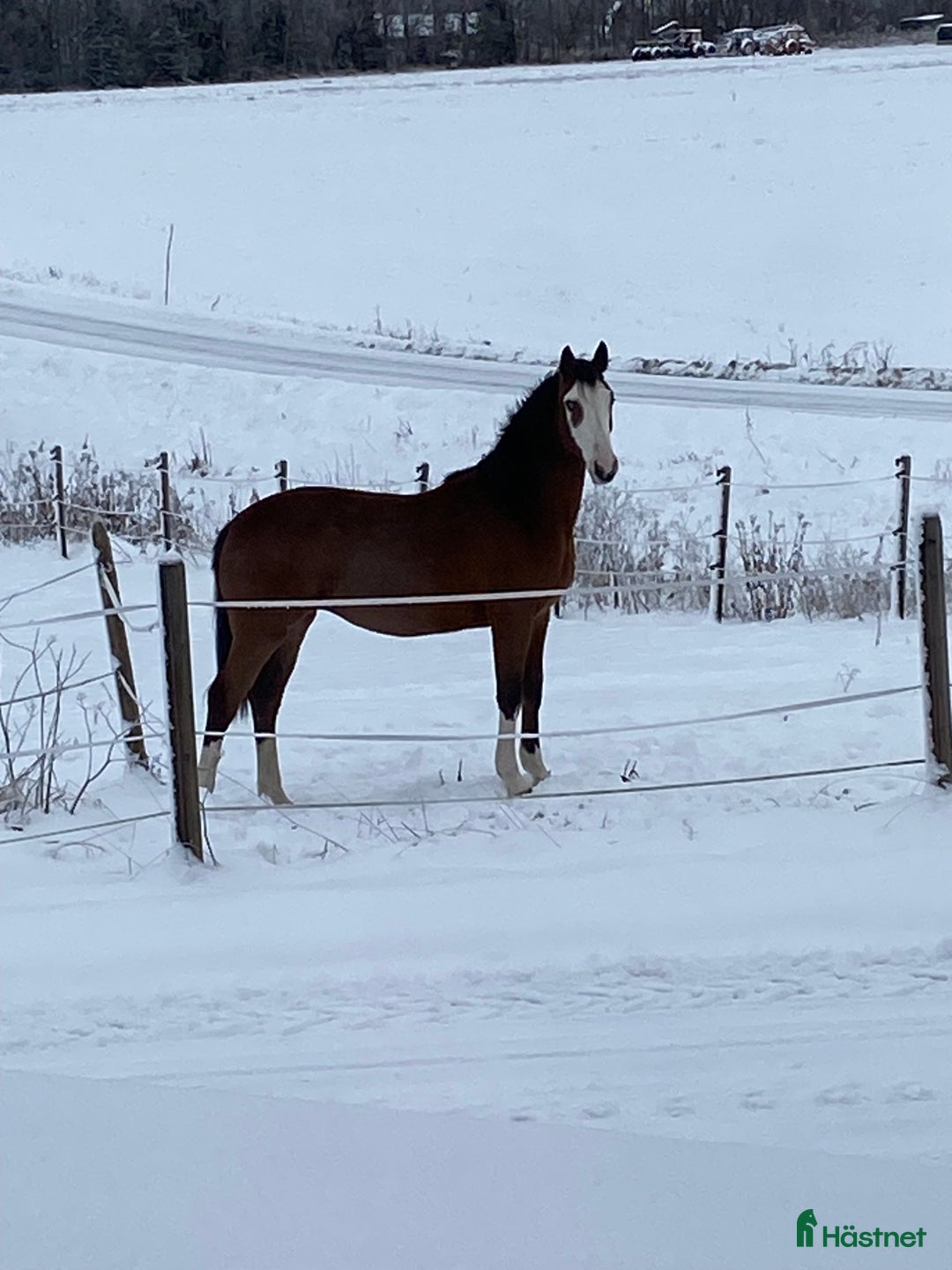 Hoppning hästar till salu: Framtids stjärna!🌟  i Karungi - Annons 1