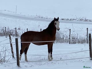 hästar Framtids stjärna!🌟 i Karungi - Annons 5