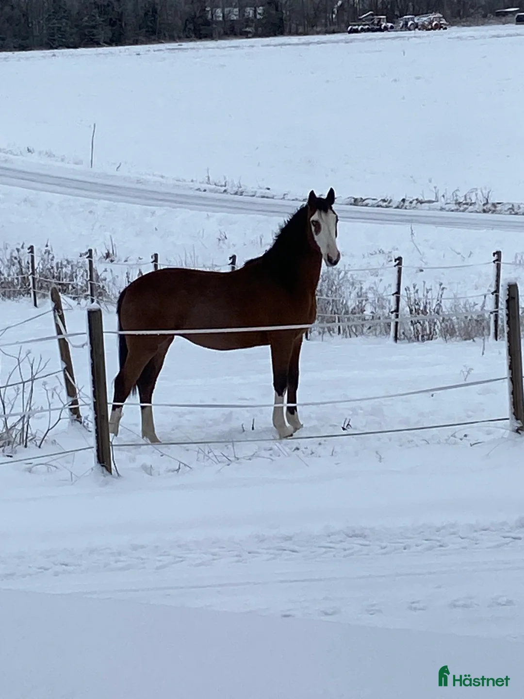 Hoppning hästar till salu: Framtids stjärna!🌟  i Karungi - Annons 1