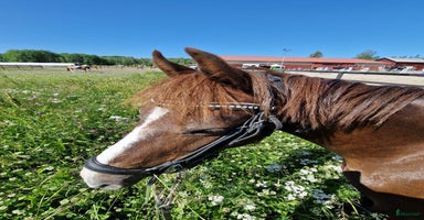  hästar i Krylbo - Annons 1