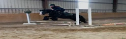 Allround hästar till salu: Bombproof / therapy pony - Annons 4