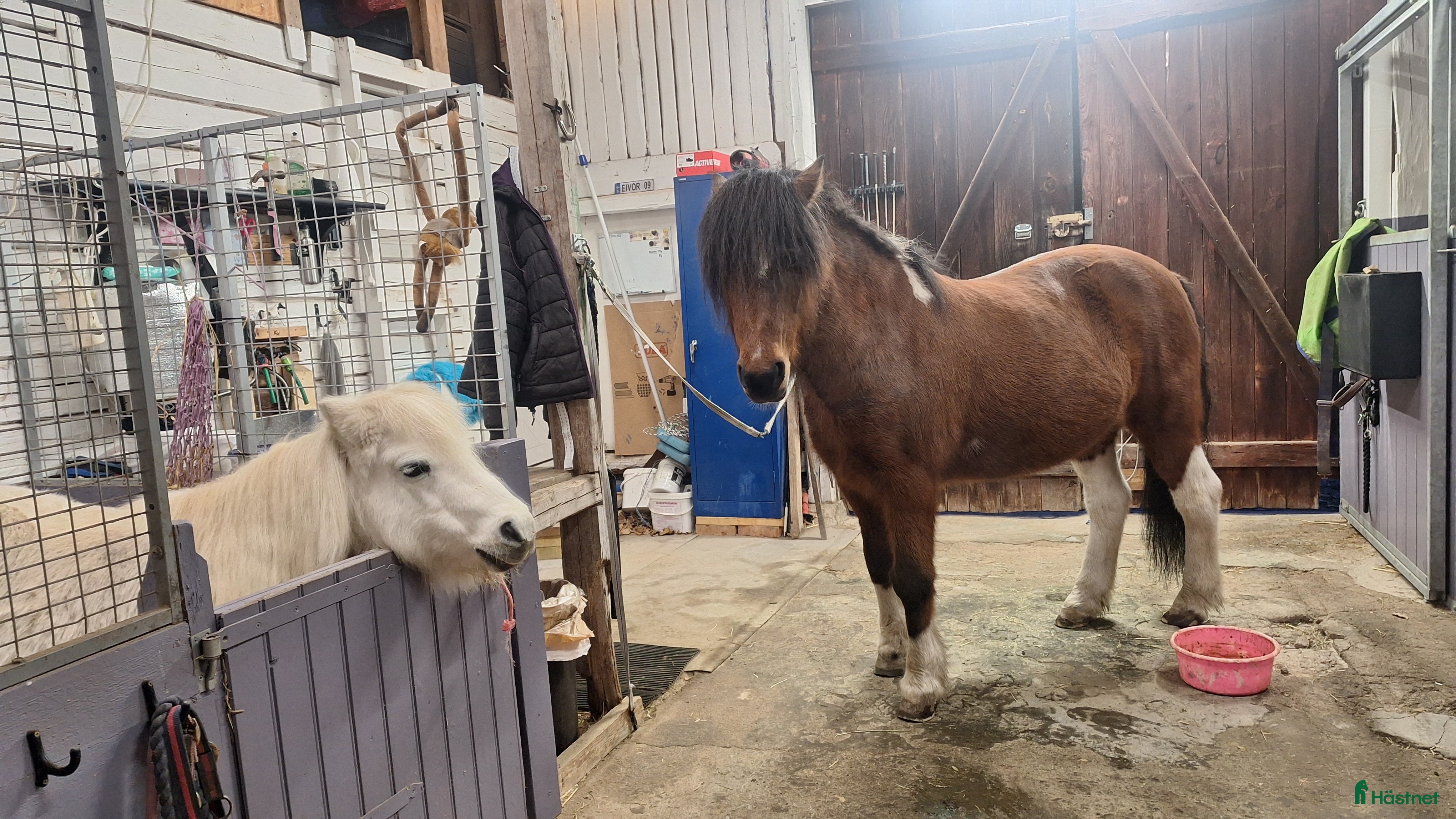  stallplats Lösdriftsplats  i Vikingstad - Annons 1