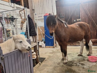 stallplats Lösdriftsplats i Vikingstad - Annons 1