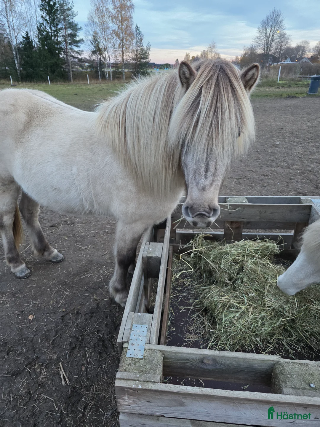 Island hästar till salu: Silvervitblackt Fyrgångssto med fint temperament  i Storvik - Annons 5