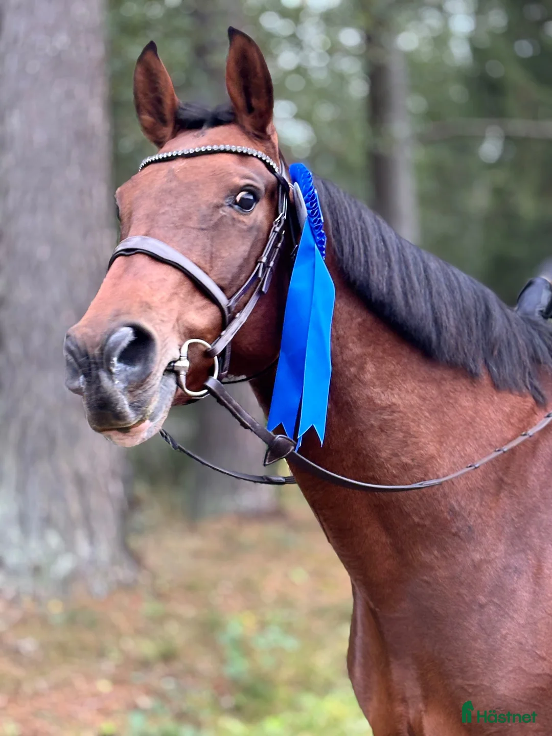 Hoppning hästar till salu: 🌸Superfin tävlingskompis & Bästa vän🌸 - Annons 2