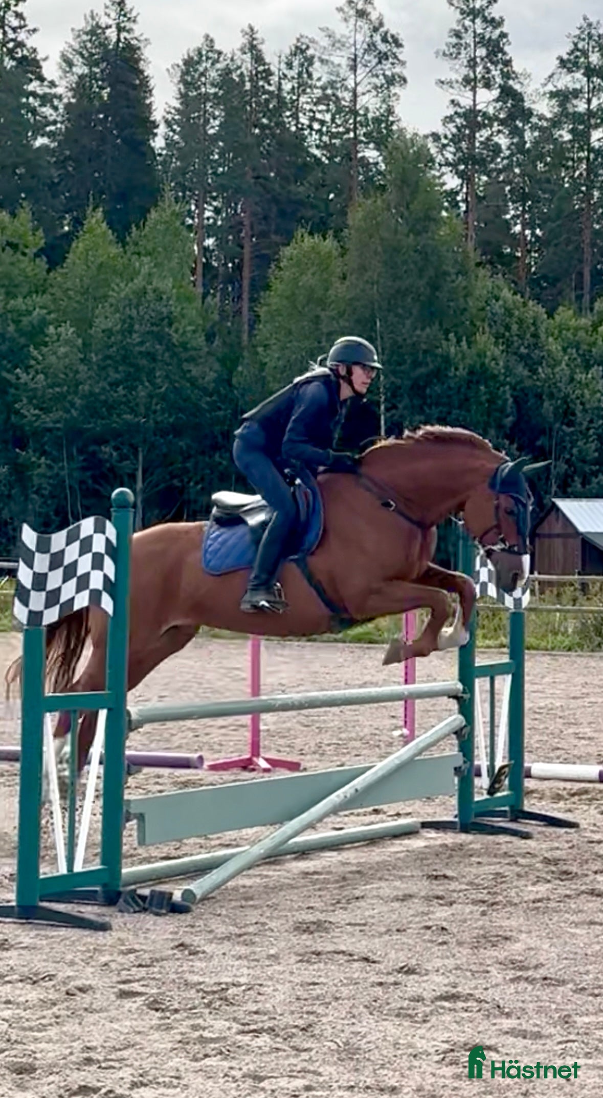  hästar Söker häst! - Annons 4