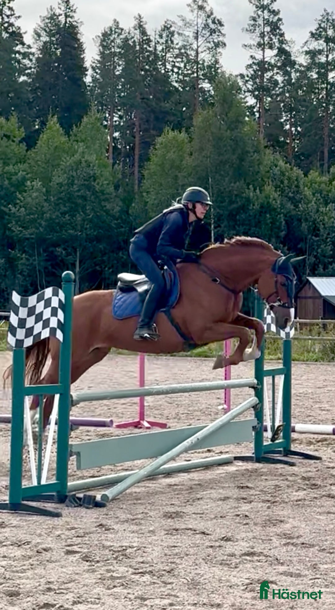 Allround hästar sökes: Söker häst! i Sandviken - Annons 1