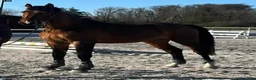 Allround hästar till salu:  Lovande 4-årig SWB-valack med fin ridbarhet - Annons 2