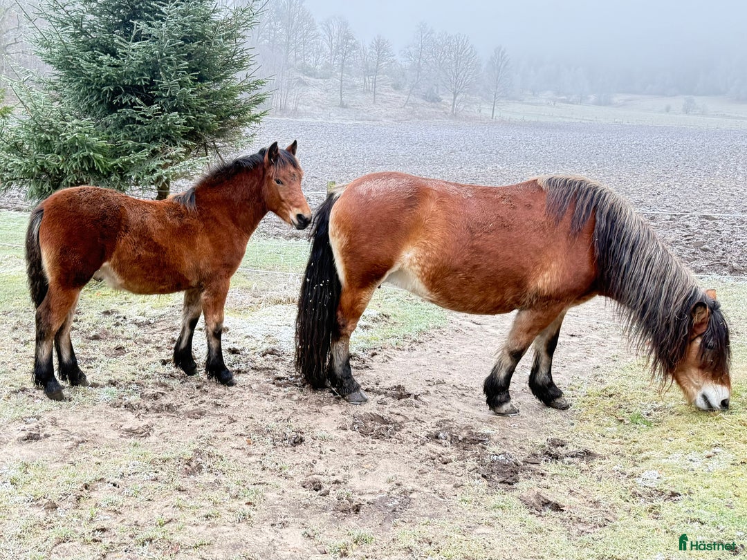 Körning hästar till salu: Dräktigt Elitsto samt Pigall 7 mån i Lilla Edet - Annons 3