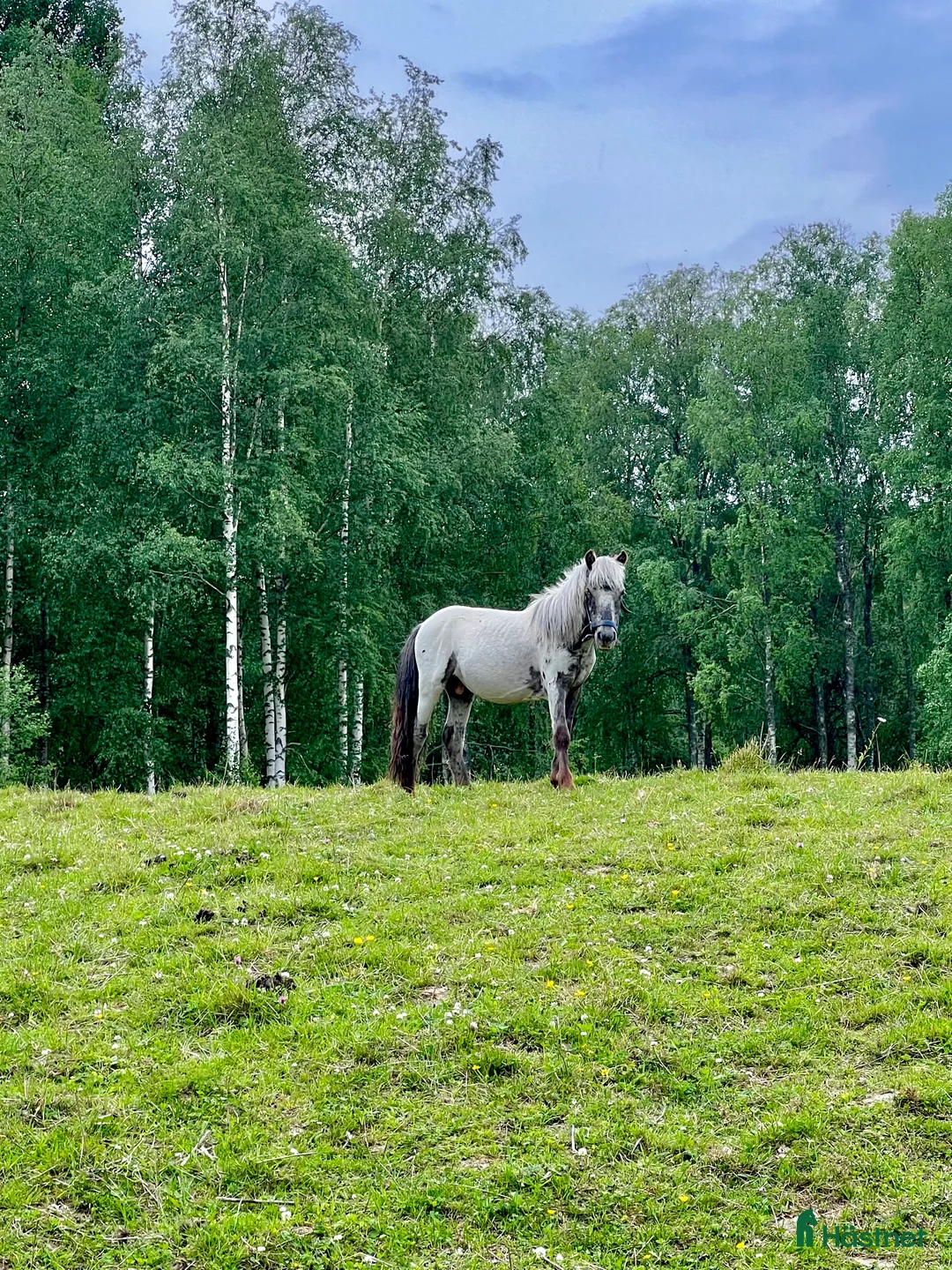 Sällskap hästar till salu: Holländsk Miniatyr - Annons 8