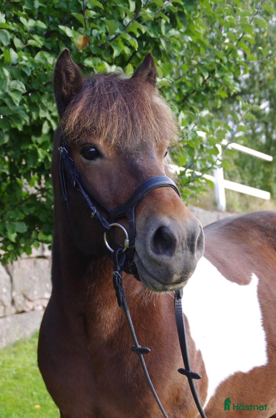  hästar Körponny söker nya äventyr  - Annons 1