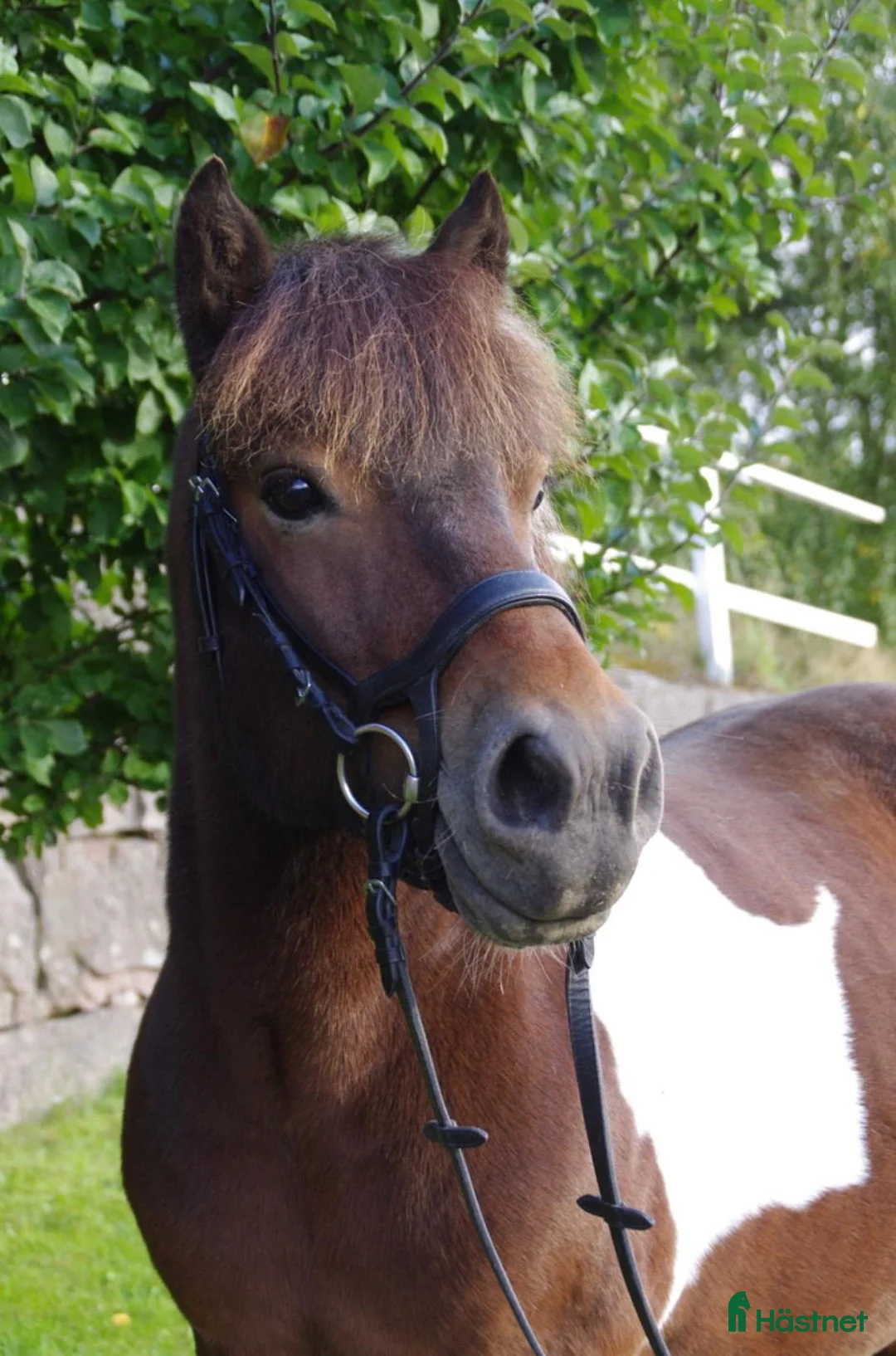 Körning hästar till salu: Körponny söker nya äventyr  - Annons 1