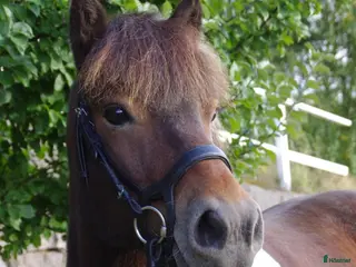 hästar Körponny söker nya äventyr - Annons 1