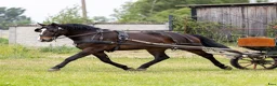 Allround hästar till salu: Premium Allrounder- dressage, driving, jumping - Annons 7