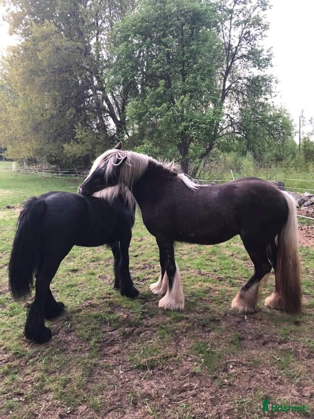 Avelshästar hästar till salu: Silversvart sto! i Sävsjö - Annons 2