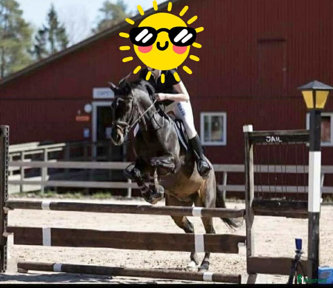 Allround hästar till salu: Underbar D-ponny söker nytt hem i Tyresö - Annons 5