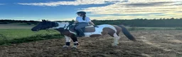 Allround hästar till salu: Marvelous mare for hobby/showjumping/riding school - Annons 4