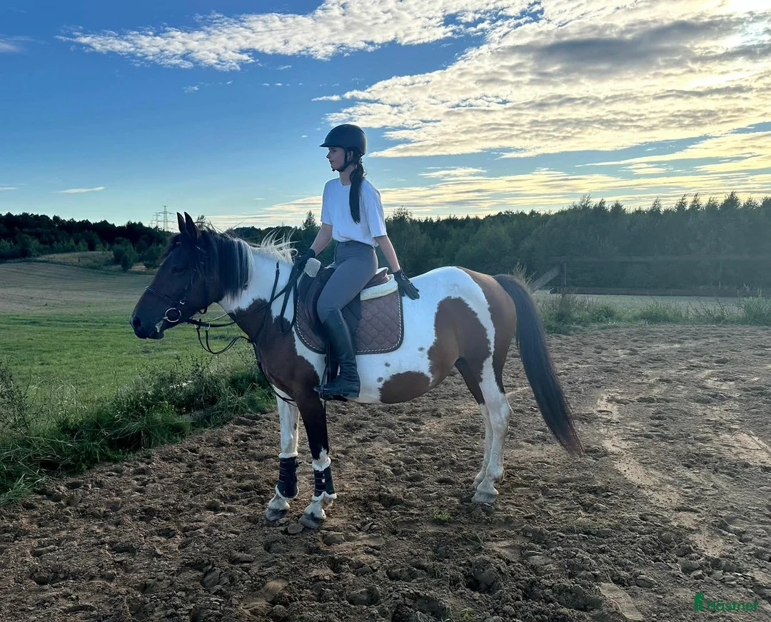 Allround hästar till salu: Marvelous mare for hobby/showjumping/riding school - Annons 4
