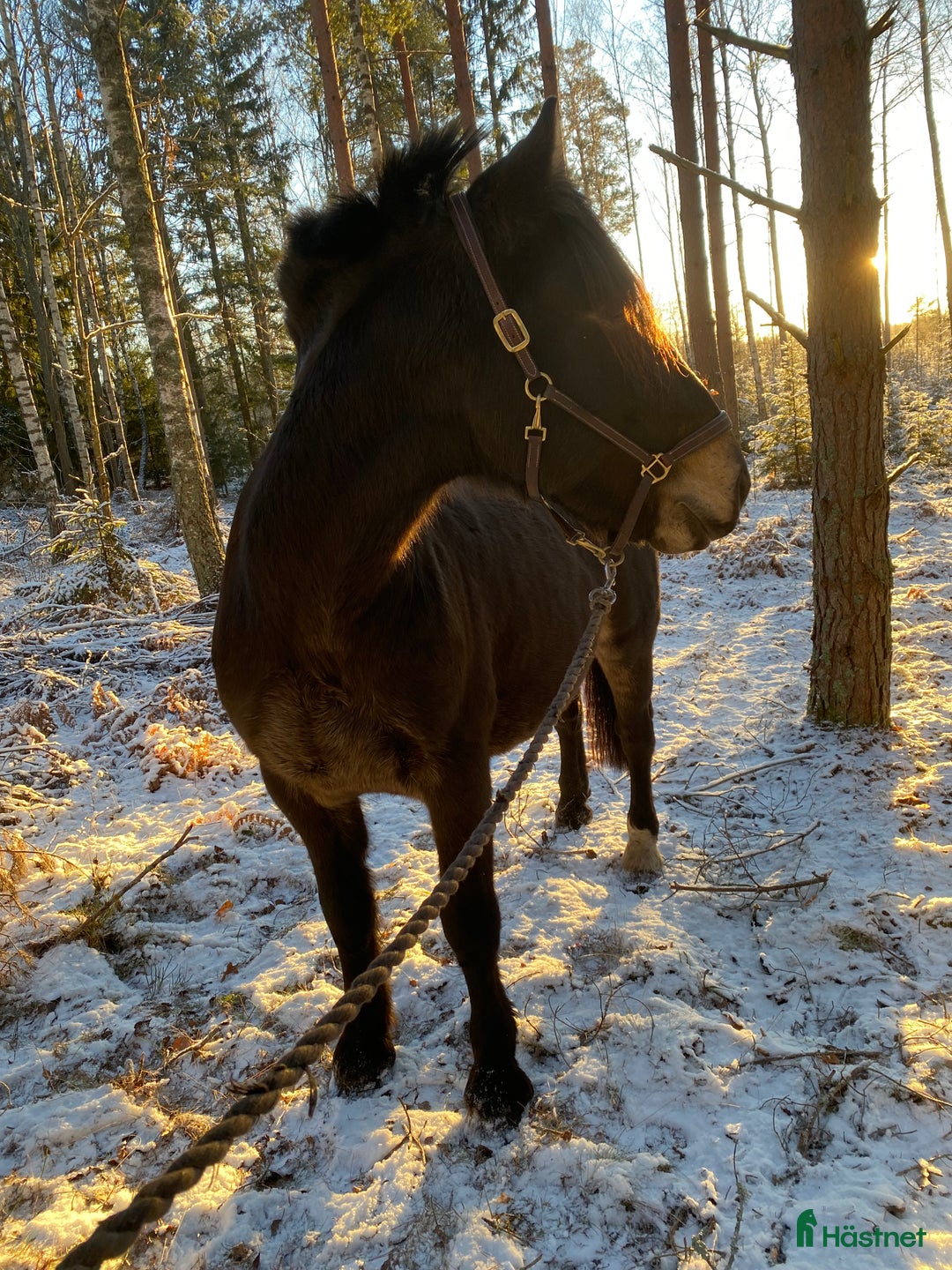  foderhäst finnes: Fodervärd sökes  i Solna - Annons 4