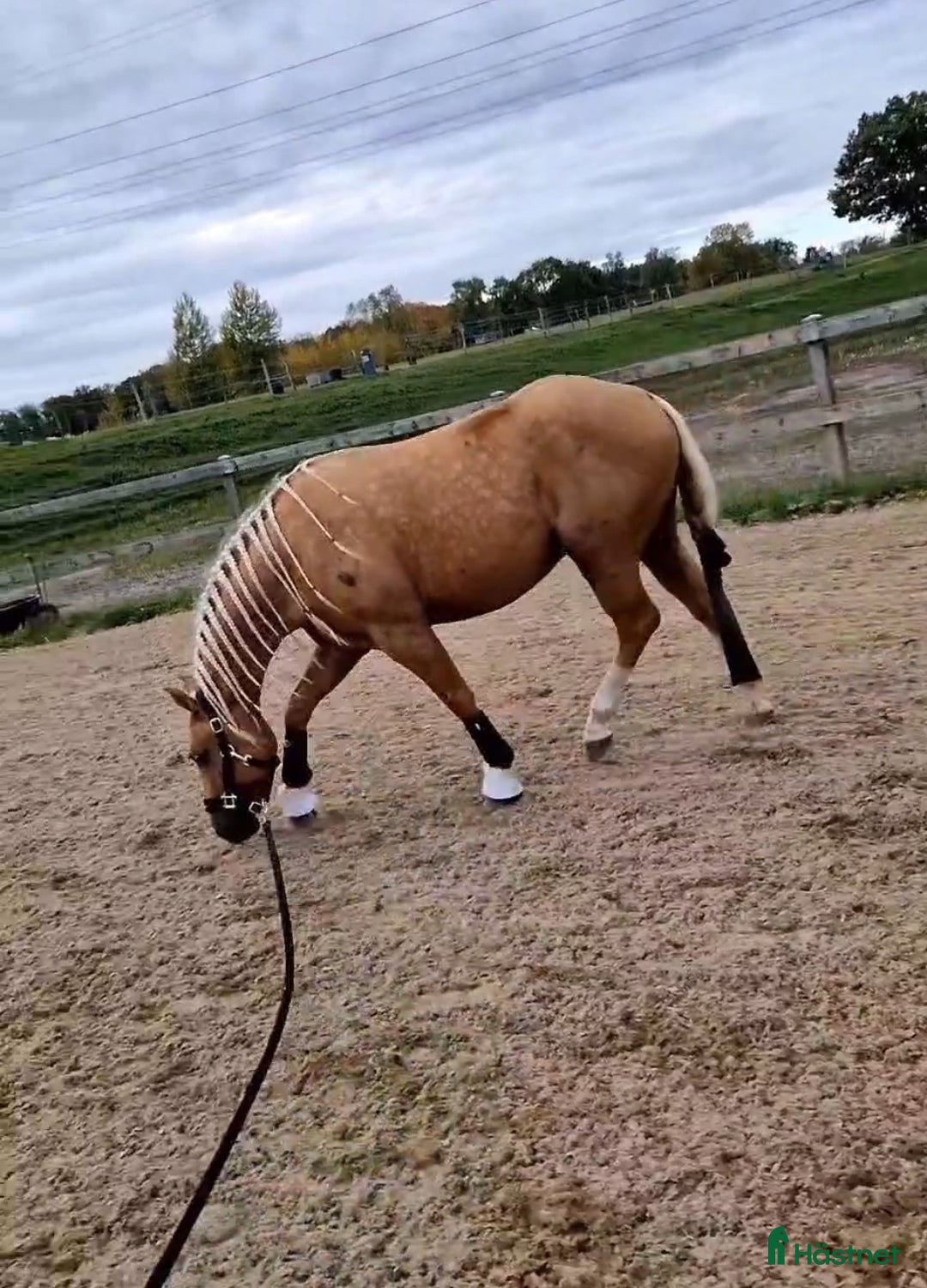 Sällskap hästar till salu: Världens snällaste GULDPONNY! i Karlshamn - Annons 3